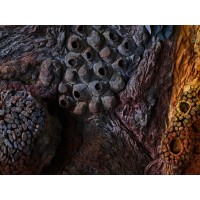 <a href=https://www.galeriegosserez.com/gosserez/artistes/l-c-lab.html> L&C Lab</a> - Biomater - Free Shape II